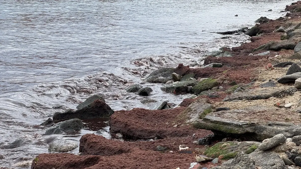 Tekirdağ'da poyraz nedeniyle sahilin bir kısmında kırmızı yosun birikti