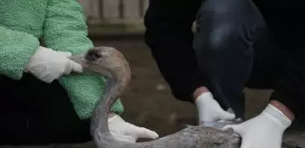 Yaralı turna yavrusu Kızılırmak Deltası'nda tedavi altına alındı