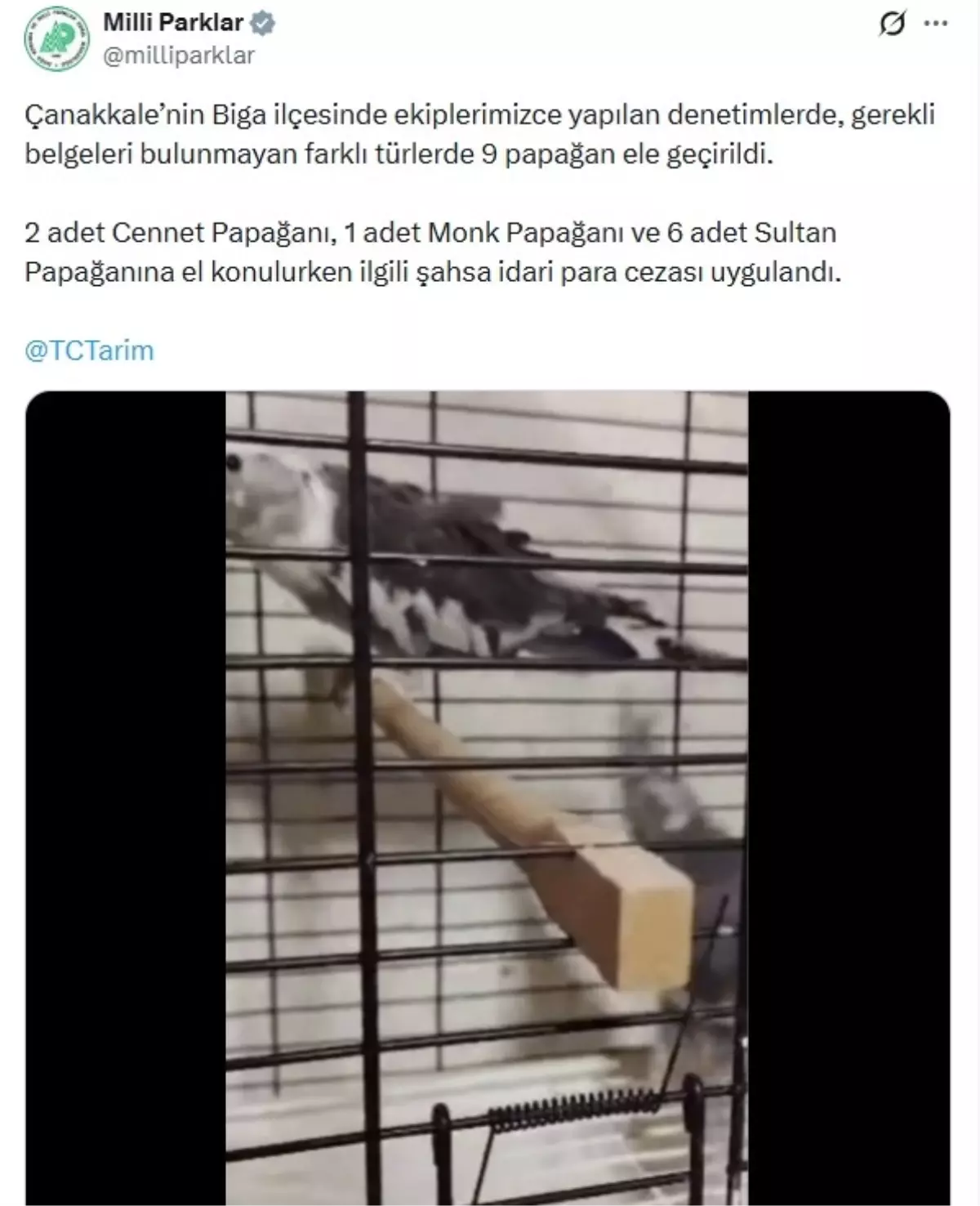 Çanakkale'de 9 papağan ele geçirildi