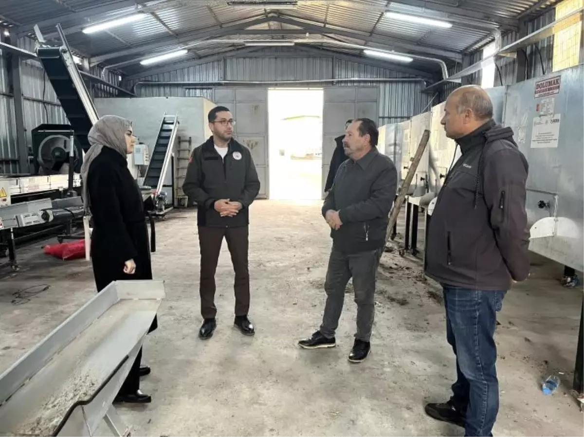 Ceviziyle öne çıkan Gölpazarı'nda üretim zinciri güçleniyor