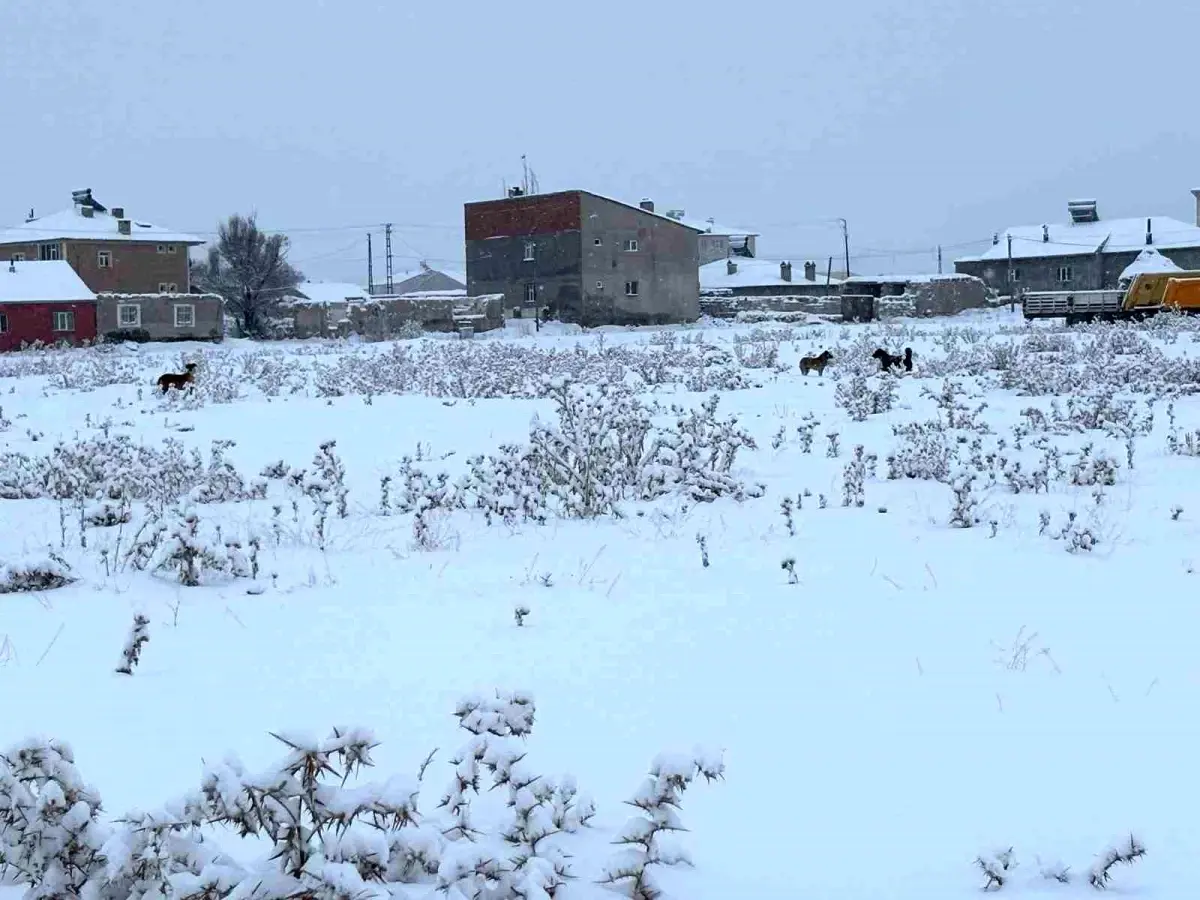 Diyadin'de başıboş köpekler tedirgin ediyor