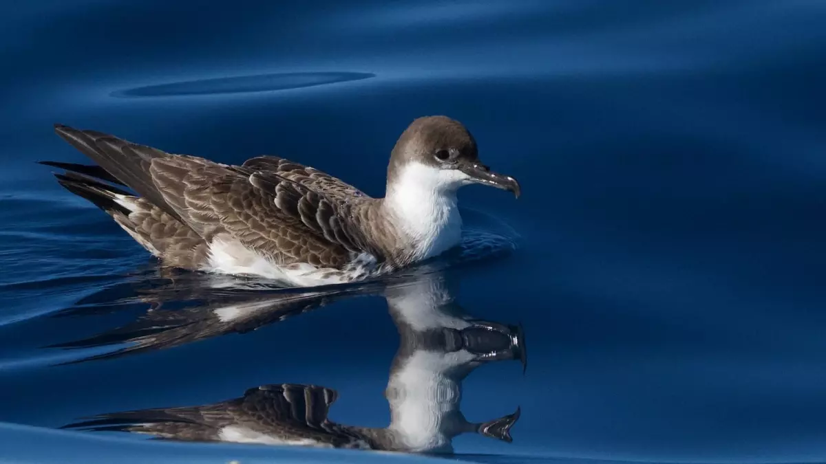 Güney Okyanusu'nda yaşayan büyük yelkovan kuşu, Türkiye'de ilk kez görüntülendi