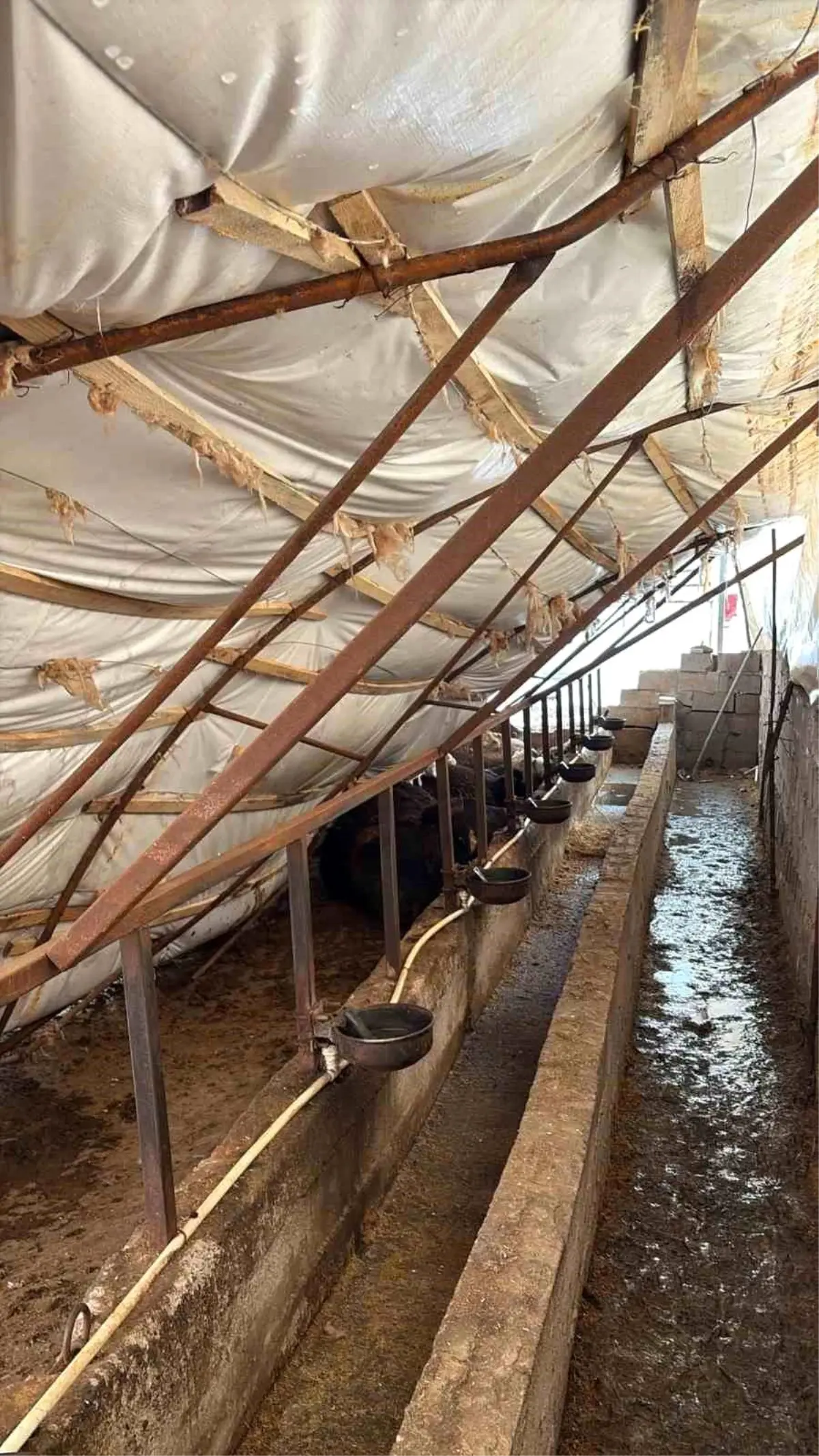 Karabük'te kar yağışı ahıl çatısını çökertti: 7 büyükbaş hayvan telef oldu