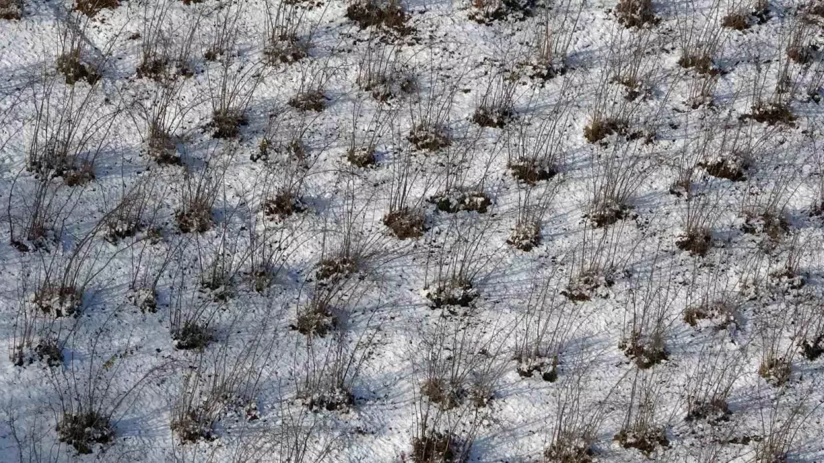 Karadeniz'deki kar yağışı, fındık ve diğer tarım ürünlerine yaradı