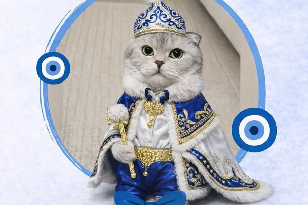 Kedi sahibinden sünnet konseptli kısırlaştırma töreni