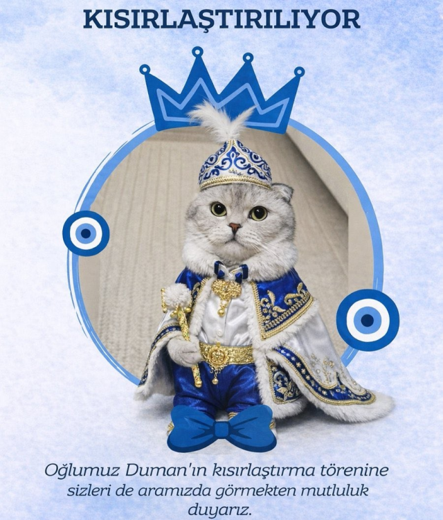 kedi sahibinden sunnet konseptli kisirlastirma 19405227 616 m