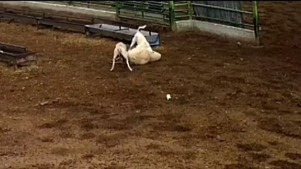 Konya'da sokak köpeklerinin saldırdığı koyun telef oldu