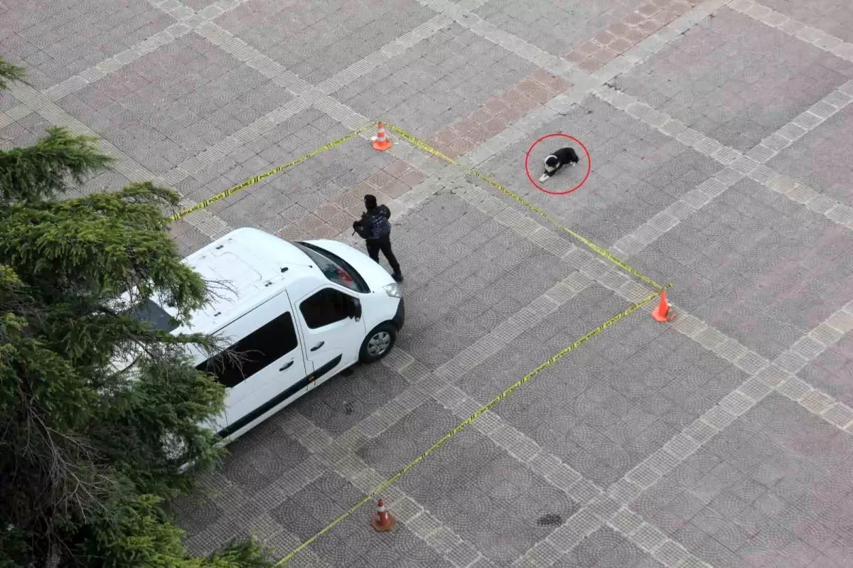 Köpekten örnek davranış: Polis şeridini ihlal etmedi