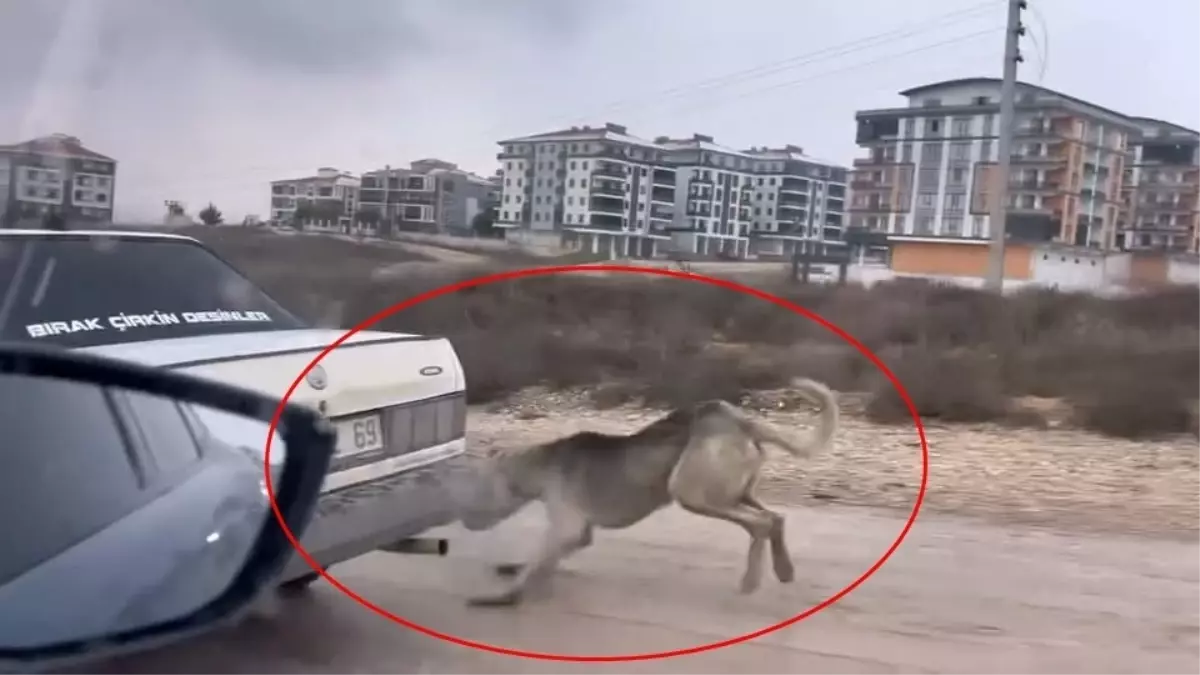 Otomobile iple bağlanıp çekilen köpek, bakıma alındı