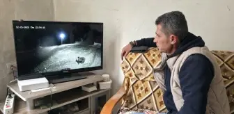 Amasya'da köye inen ayı güvenlik kamerasıyla görüntülendi