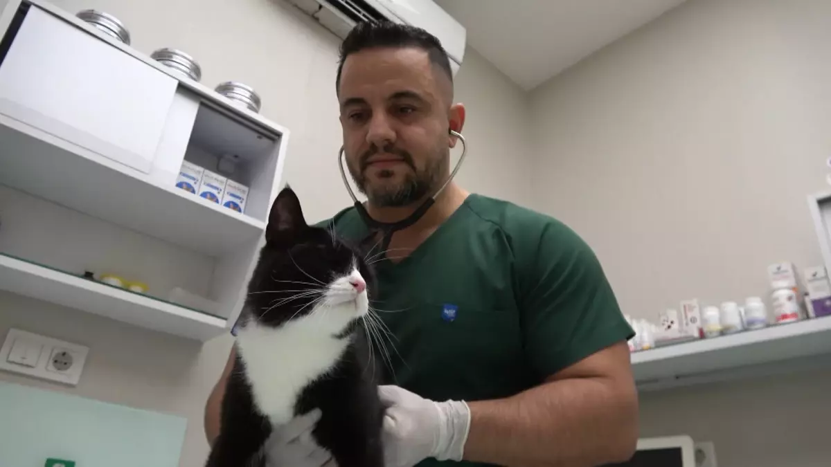 Bursa'da 'sokak canları'na ücretsiz kısırlaştırma ve check up imkanı