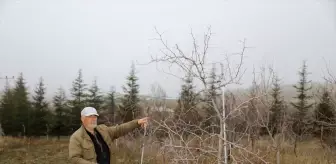 Emekli öğretmen, hünnap üretimini yaygınlaştırmaya çalışıyor