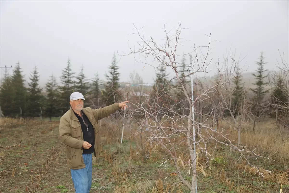Emekli öğretmen, hünnap üretimini yaygınlaştırmaya çalışıyor