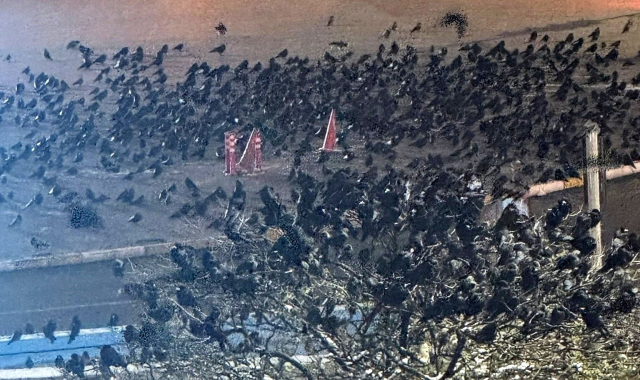 erzincan da kargalar sokaklari sardi 19408119 3517 m