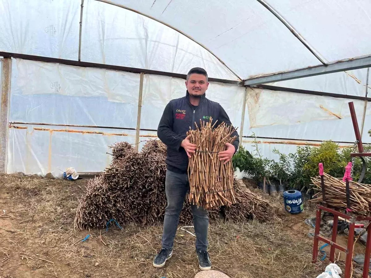 Genç kardeşlerden Sarıgöl ekonomisine 700 bin fidan hamlesi