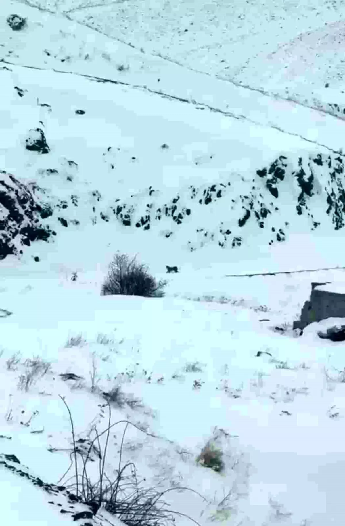 Iğdır'da aç kalan 3 vaşak köye indi