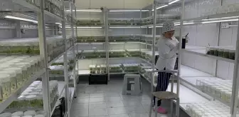 Isparta'daki akademisyenler ak zambağın üretim süresinin kısalması için çalışma yapıyor