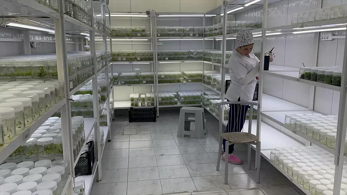 Isparta'daki akademisyenler ak zambağın üretim süresinin kısalması için çalışma yapıyor