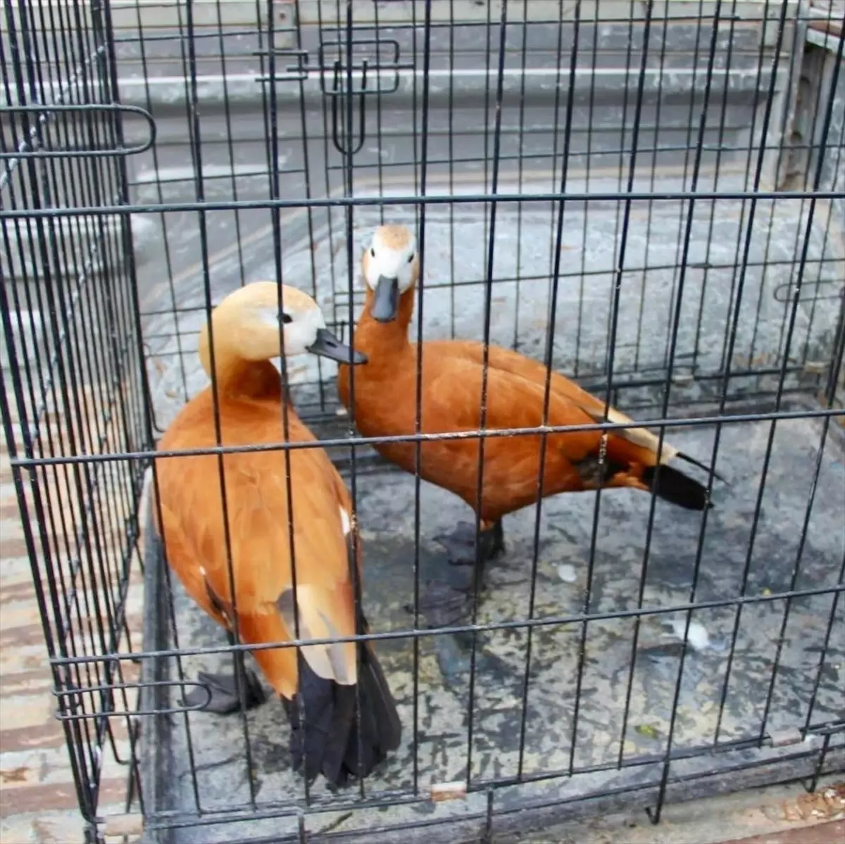 Kırşehir'de angut avlayan kişiye 16 bin 336 lira ceza kesildi