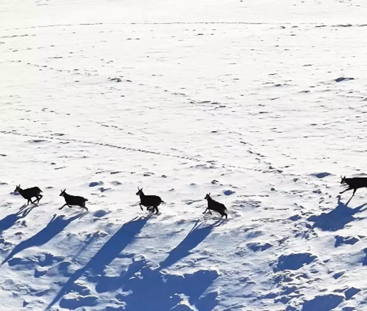 Munzur Dağları'nda çengel boynuzlu dağ keçileri dronla görüntülendi