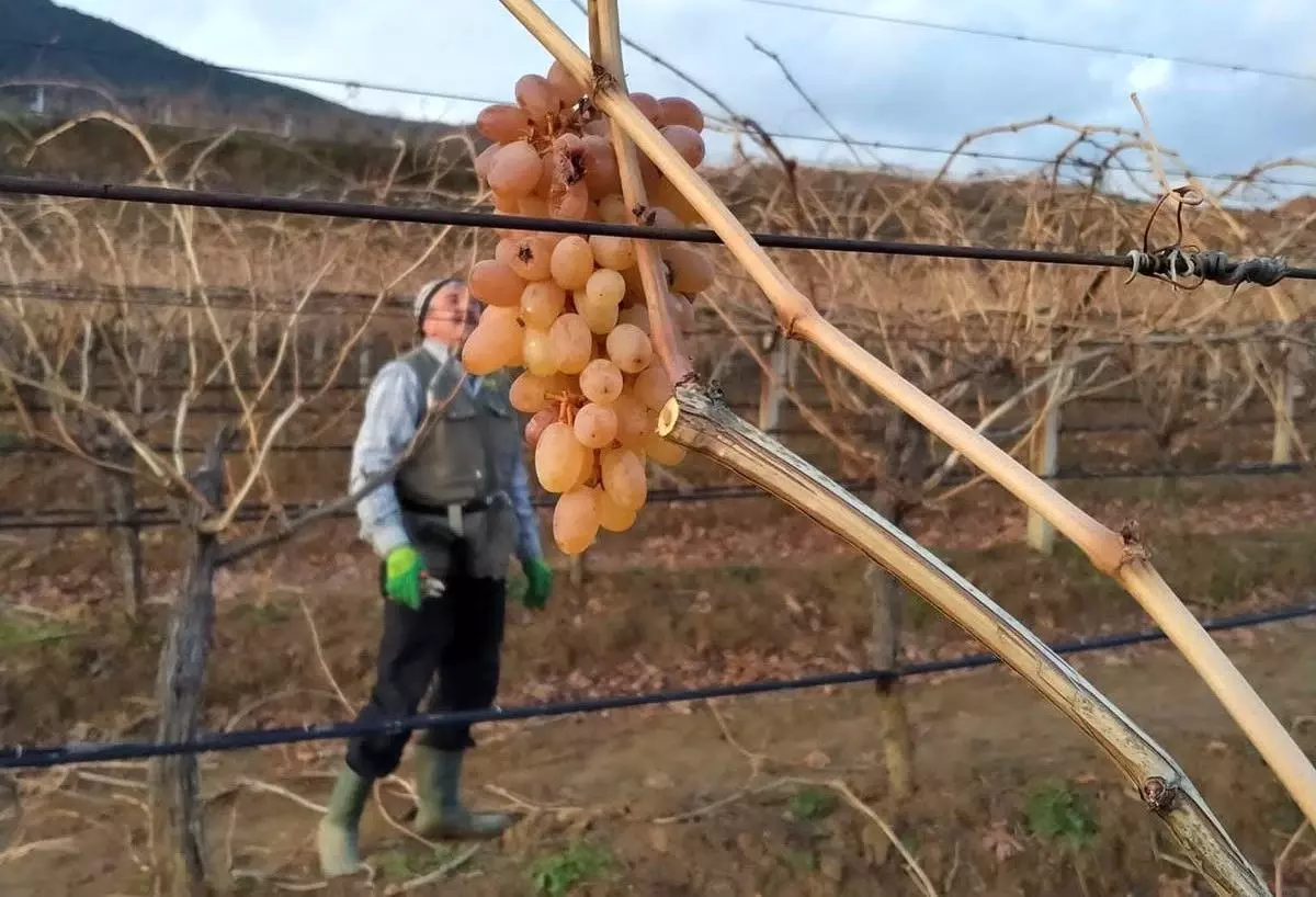 Soğukta budanan bağlardan işçilere tatlı sürpriz