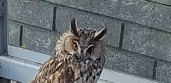 Tekirdağ'da yaralı bulunan kulaklı orman baykuşu tedavi altına alındı