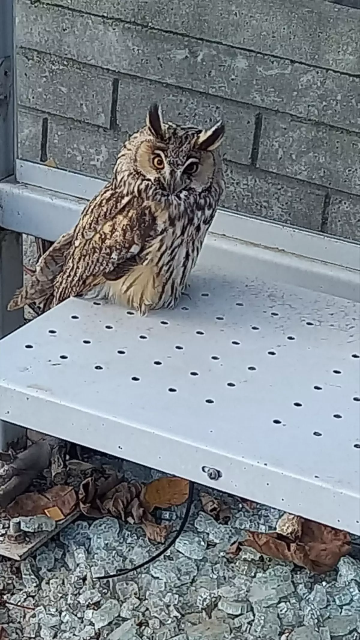 Tekirdağ'da yaralı bulunan kulaklı orman baykuşu tedavi altına alındı