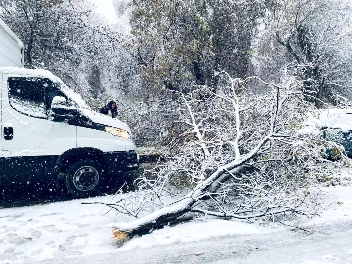 Birecik'te karın ağırlığına dayanamayan ağaç dalları araçların üzerine devrildi