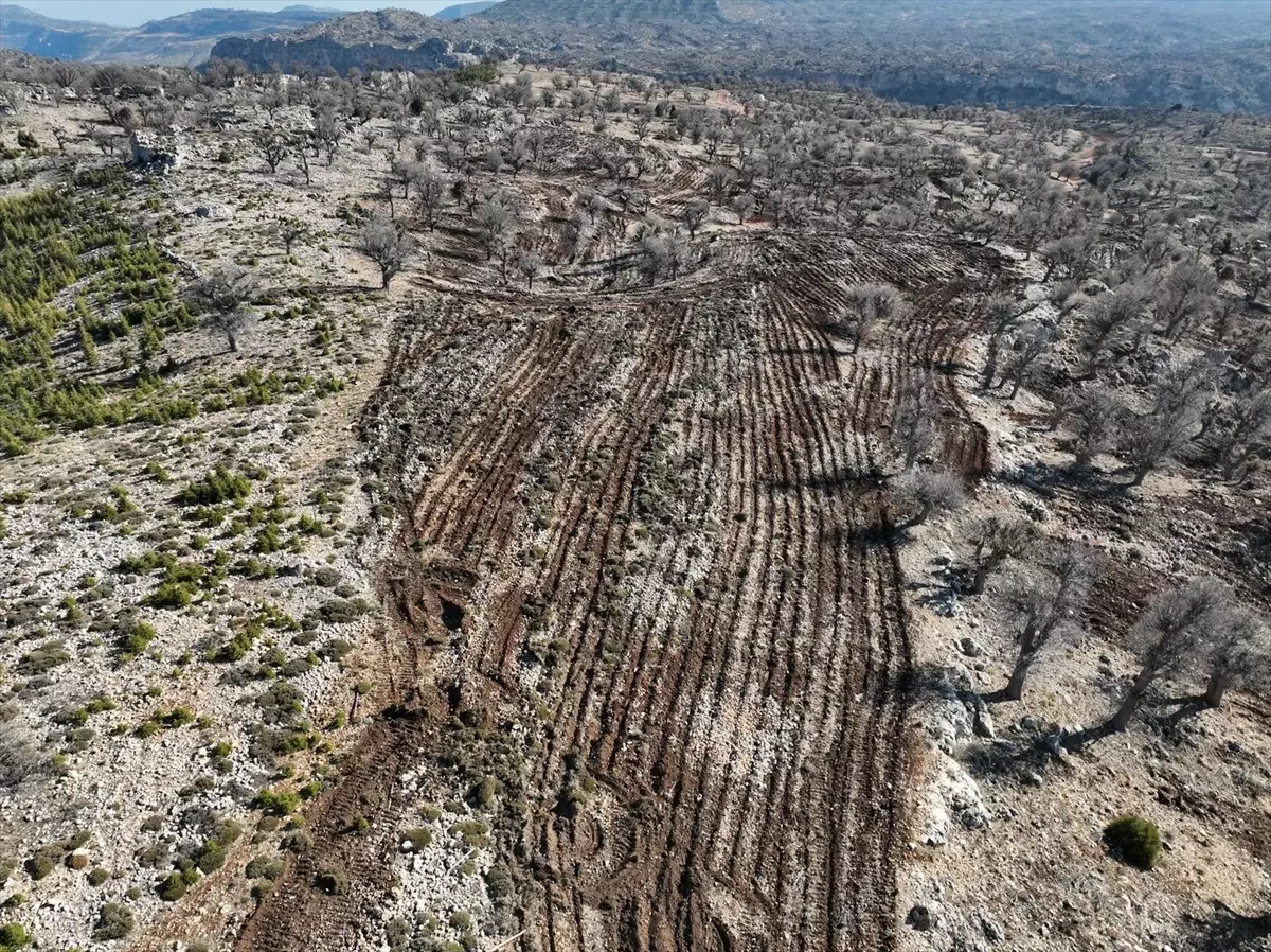 Gülnar ilçesinde "Şehit Ertuğrul Ulupınar Sedir Ormanı" oluşturuldu