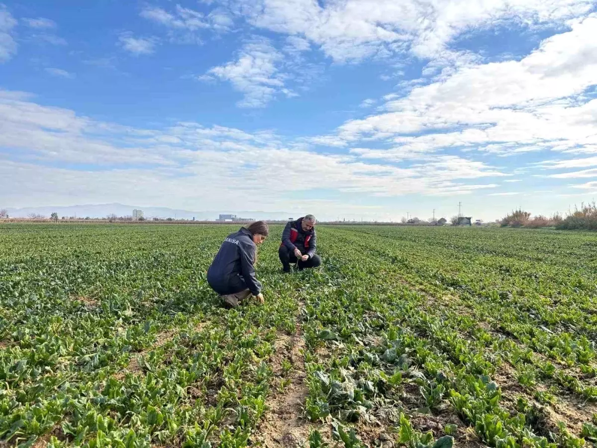 Salihli'de kışlık sebzelerde hastalık ve zararlılara karşı kontroller sürüyor