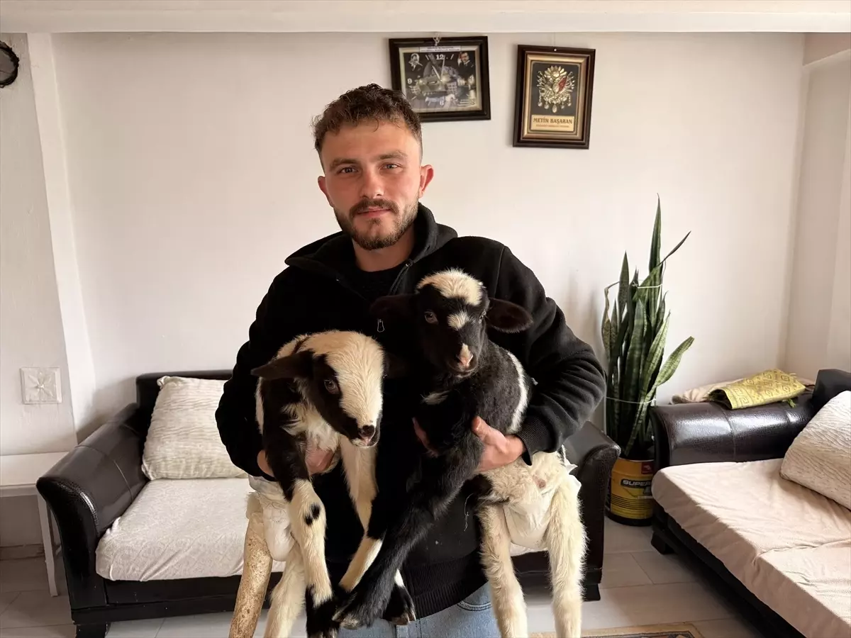 Samsun'da biri ayağı kırık iki kuzusunu evinde özenle bakıyor