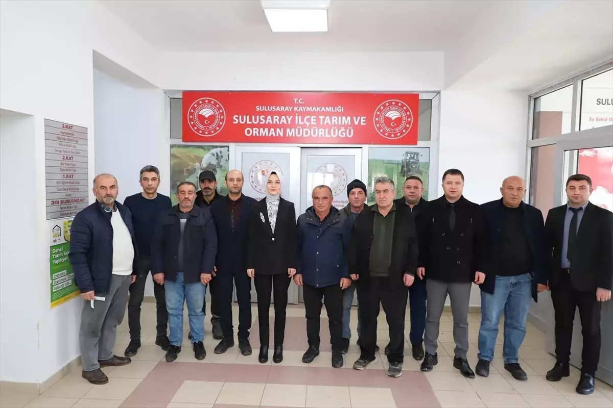 Sulusaray'da çiftçilere nohut tohumu dağıtıldı