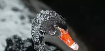 Başkentin simgelerinden Kuğulu Park'taki havuzun yüzeyi buz tuttu