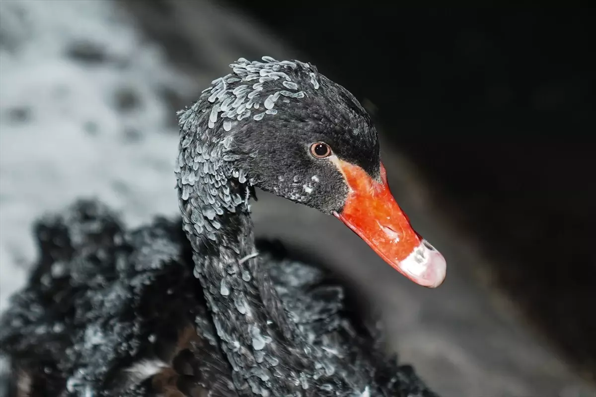 Başkentin simgelerinden Kuğulu Park'taki havuzun yüzeyi buz tuttu