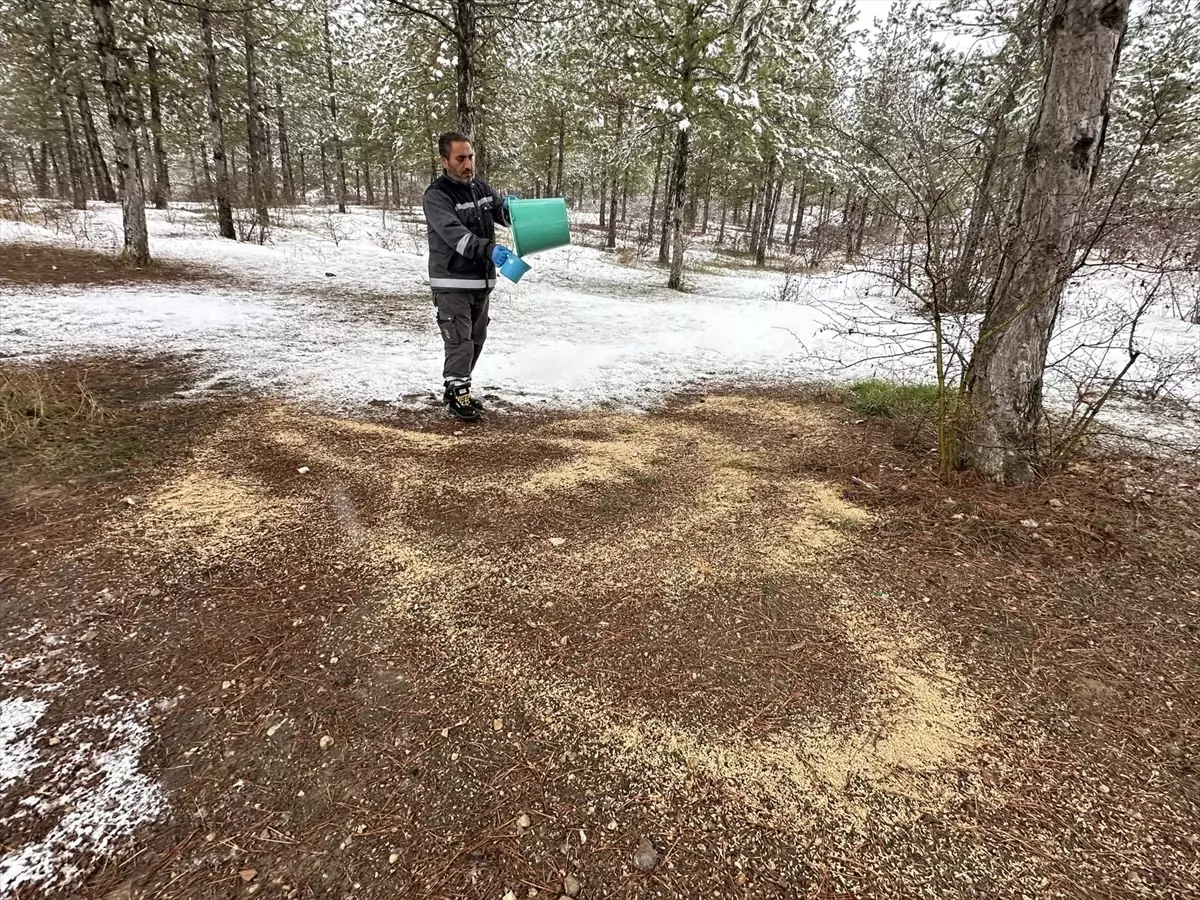Çorum'da yaban hayvanları için doğaya yem bırakıldı