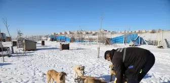 Çubuk'ta yaban hayvanları için doğaya yem bırakıldı