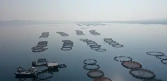 Fırat Nehri'nde ailecek ürettikleri balık ve havyarları ihraç ediyorlar