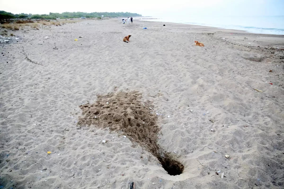 Her 10 caretta yuvasından 1'i tahrip oldu; en büyük sebep tatilcilerin bıraktığı köpekler