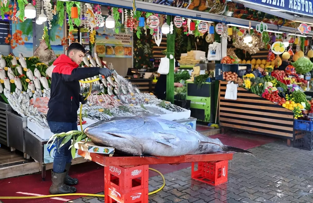 Samsun'da 353 kilogramlık orkinos 400 liradan satışa sunuldu