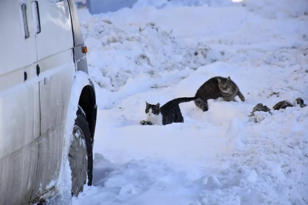 Sivas eksi 19'u gördü, Kızılırmak buz tuttu