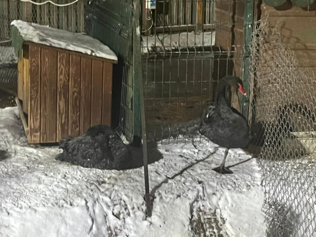 sogugu en iyi anlatan kare kugulu park havuzu 19417612 9861 m