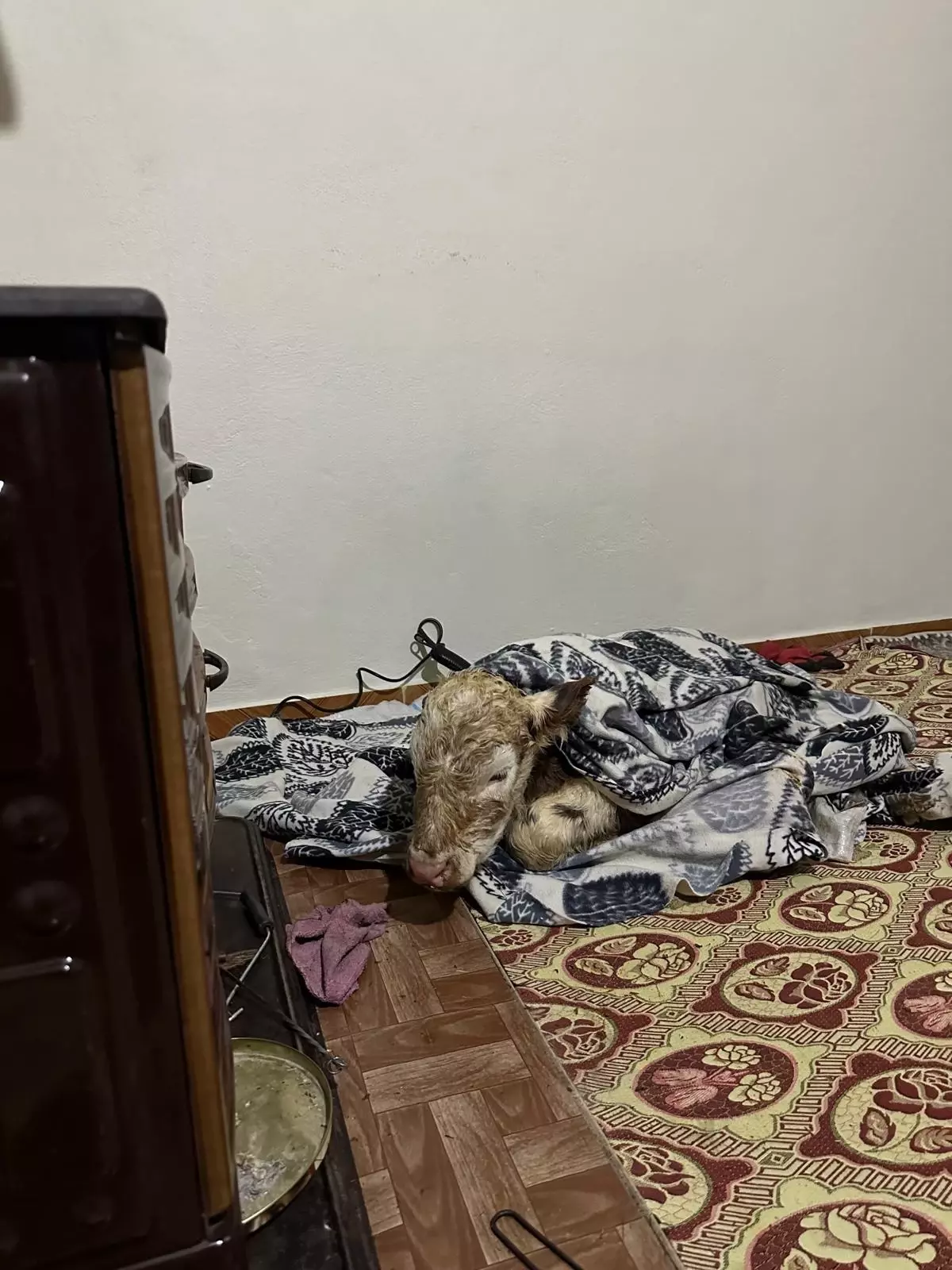 Diyarbakır'da Soğuktan Etkilenen Buzağı Evde Isıtıldı