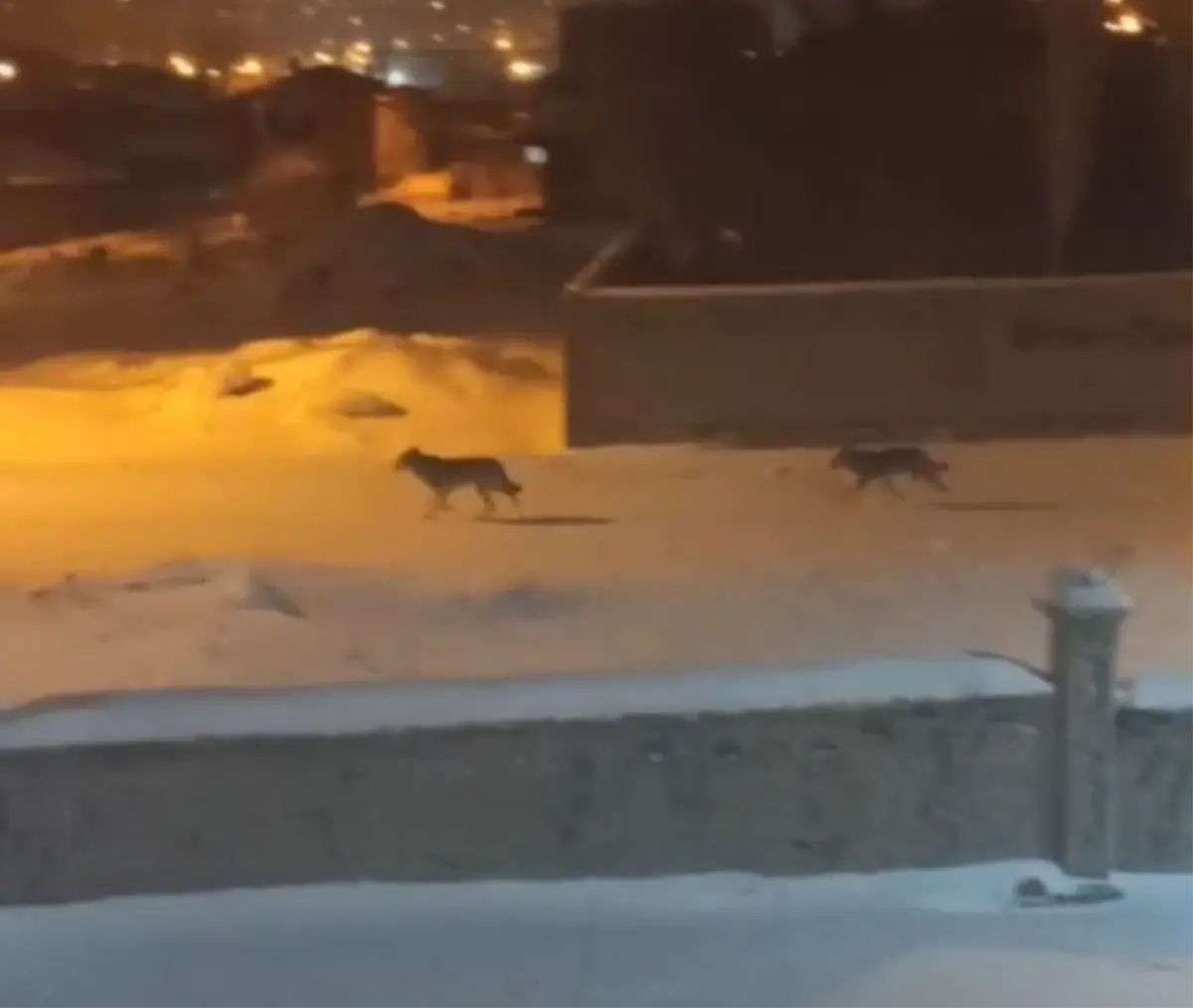 Yiyecek bulmakta zorlanan kurtlar ilçeye indi