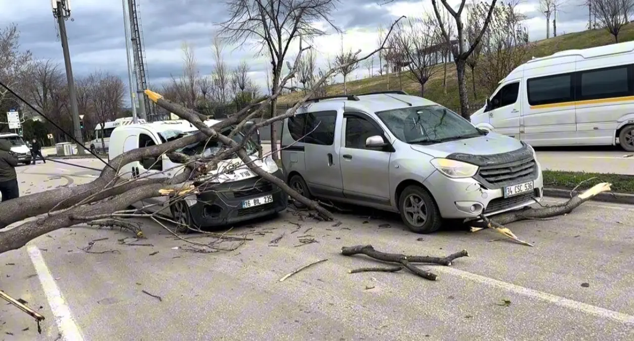 Bursa'da seyir halindeki araçların üzerine ağaç devrildi