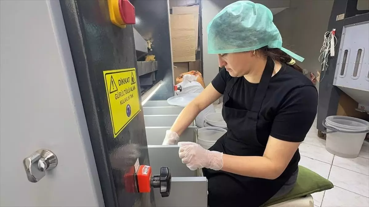 Giresunlu kadın girişimci devlet desteğiyle fındık işleme tesisi kurdu