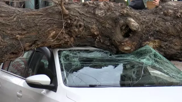 istanbul da lodos agac 4 aracin uzerine devri 9 19422429 o