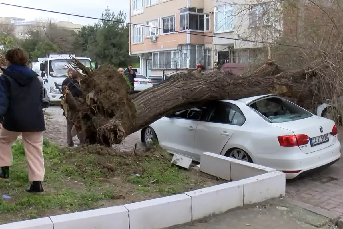 İstanbul'da şiddetli lodos: Ağaç, 4 aracın üzerine devrildi