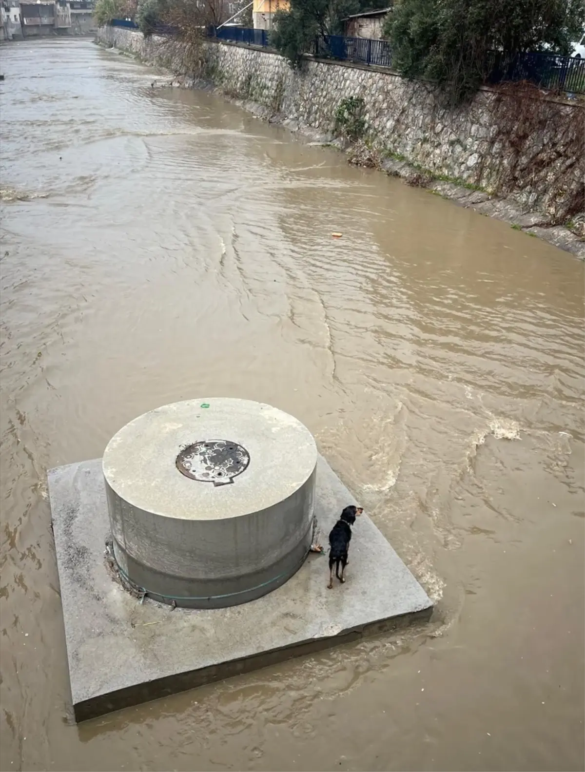 Karabağlar'da dere yatağında mahsur kalan köpek itfaiye ekibince kurtarıldı