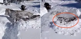 Kastamonu'da ineklerin 1,5 metrelik karla mücadelesi