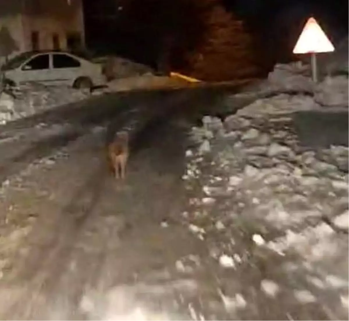 Sincik'te kurt köy merkezine indi